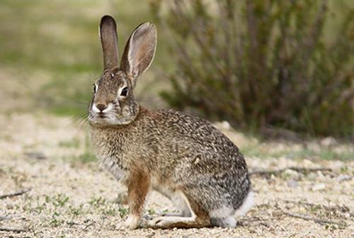 Audubon cottontail